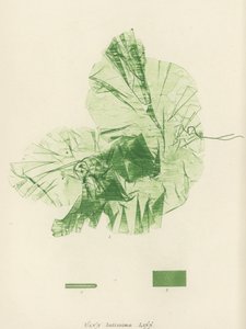 英国海草（自然印刷） 作者 英语学校